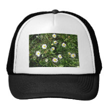 Blossoming white daisies close-up trucker hats