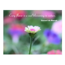 Blossoming Zinnia Photography & Quote Post Card