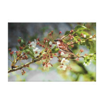 Blossoms and Sparrow Canvas Prints