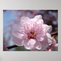 BLOSSOMS Floral Art Print Framed Spring Trees