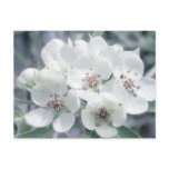 Blossoms in Morning Light postcards