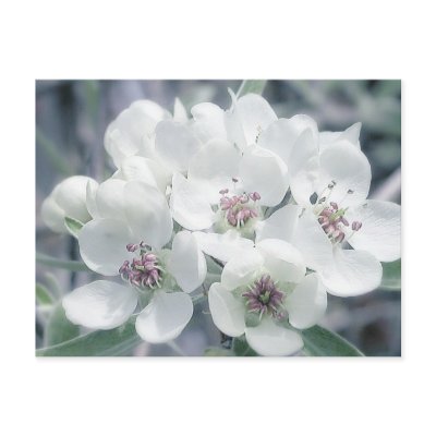 Blossoms in rning Light Postcard by jereeb
