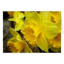 Blossoms Left Greeting Card