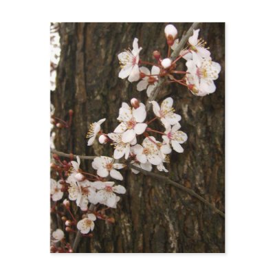 Blossoms on a Tree Postcard by wingedturtle
