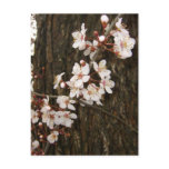 Blossoms on a Tree Postcard