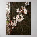 Blossoms on a Tree Poster