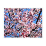 Blossoms Postcards