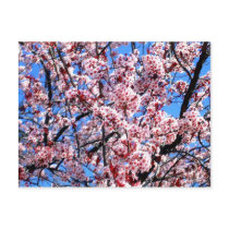 Blossoms Postcards