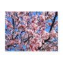 Blossoms Postcards