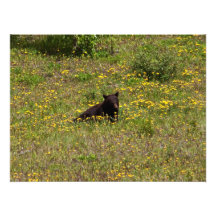 BLST Black Bear Snack Time Photo Print