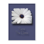 Blue African Daisy Save The Date Postcard