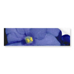 Blue African violet flowers Bumper Stickers