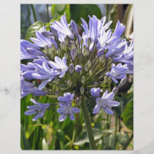 Blue agapanthus blossoming on a sunny day flyer