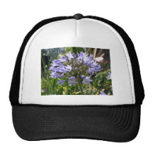 Blue agapanthus blossoming on a sunny day hat