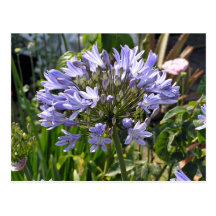 Blue agapanthus blossoming on a sunny day post card