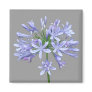 Blue Agapanthus Magnet