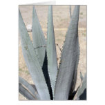 Blue Agave