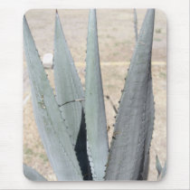 Blue Agave