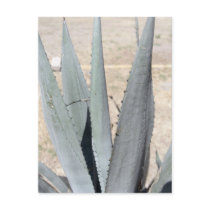 Blue Agave