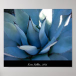 Blue Agave posters