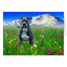Blue American Pit Bull Terrier, Pikes Peak Greeting Card