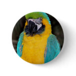 Blue and gold macaw against dark background buttons