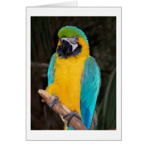 Blue and gold macaw against dark background card