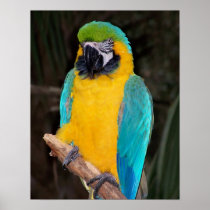 Blue and gold macaw against dark background print