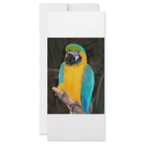 Blue and gold macaw against dark background rack card