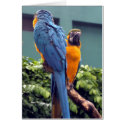 Blue and Gold Macaw Card
