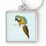Blue and gold macaw key chains