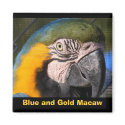 Blue and Gold Macaw magnets
