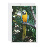 Blue and Gold macaw parrot against green trees Custom Announcement