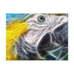 Blue and Gold Macaw Postcards