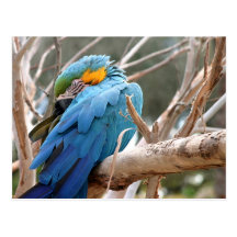 Blue And Gold Macaw Postcard