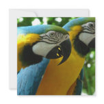 Blue and Gold Macaws Invitations