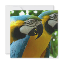 Blue and Gold Macaws Invitations