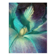 Blue and purple orchid close up postcards