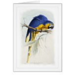 Blue and yellow macaw cards