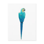 Blue and Yellow Macaw from Junglewalk.com postcards