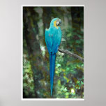 Blue-and-yellow-macaw from JungleWalk.com