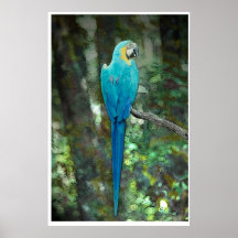 Blue-and-yellow-macaw from JungleWalk.com Posters