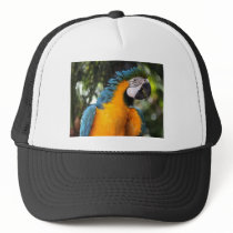 Blue and Yellow Macaw