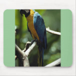 Blue and yellow macaw mouse pad