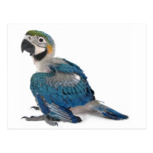 Blue and yellow Macaw Post Cards