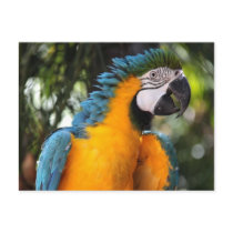 Blue and Yellow Macaw