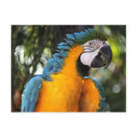Blue and Yellow Macaw postcards
