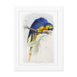 Blue and yellow macaw postcards