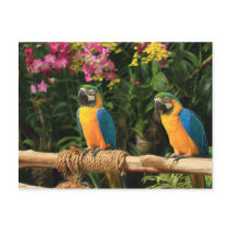 Blue and Yellow Macaw  Postcard