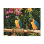 Blue and Yellow Macaw  Postcard